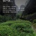 2023年春茶武夷岩茶大红袍茶叶特级清香型一斤500克批