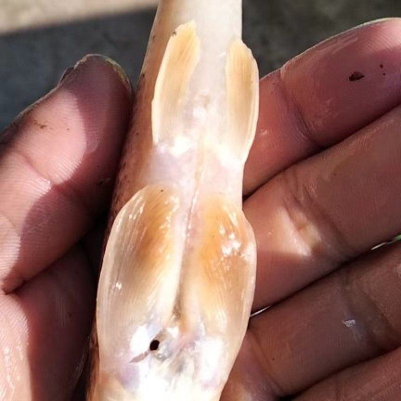 川丁丁鱼