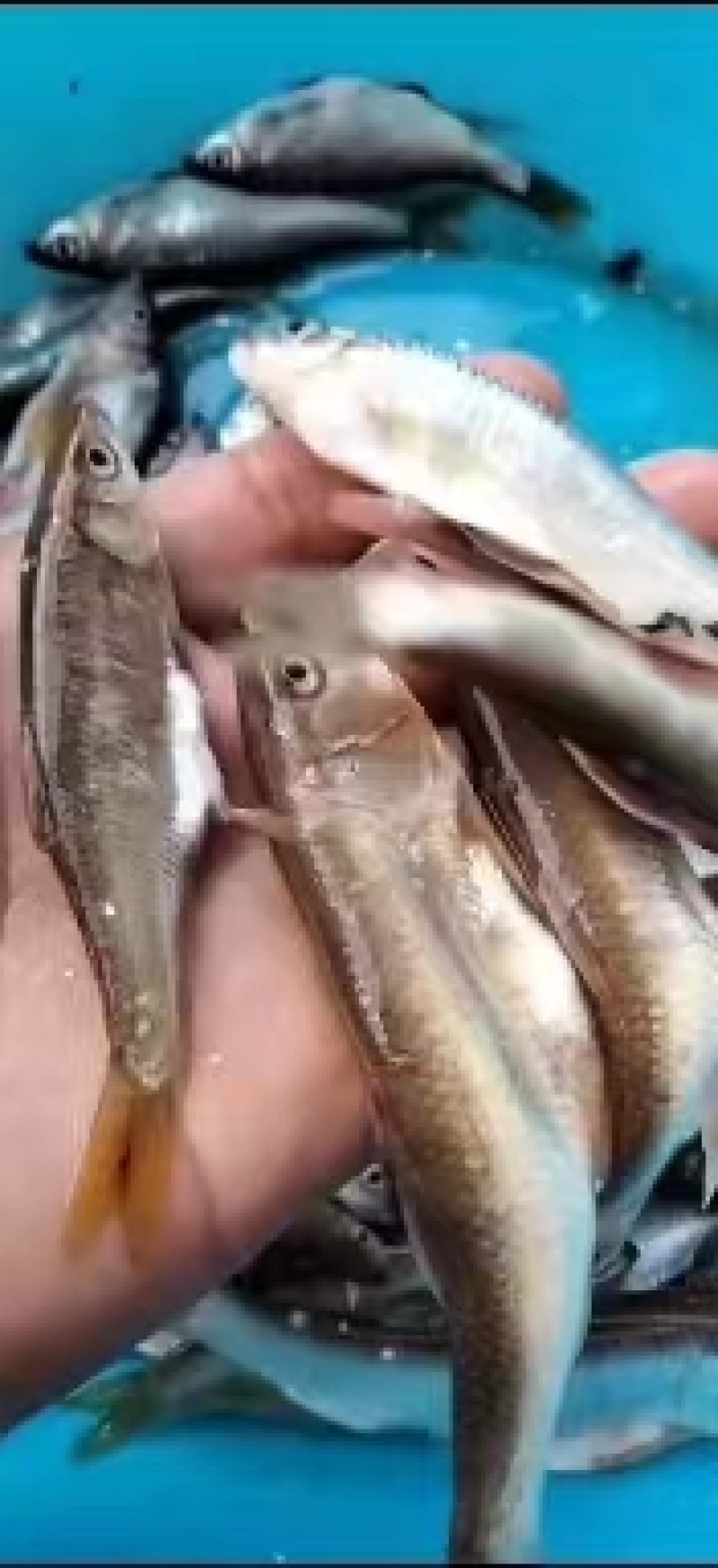 川丁丁鱼