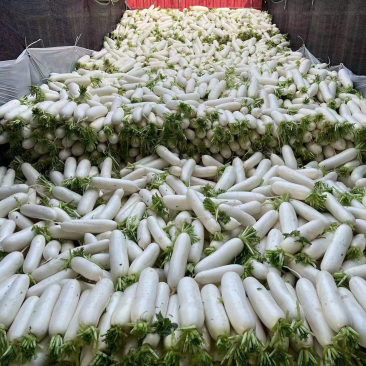 长白萝卜
