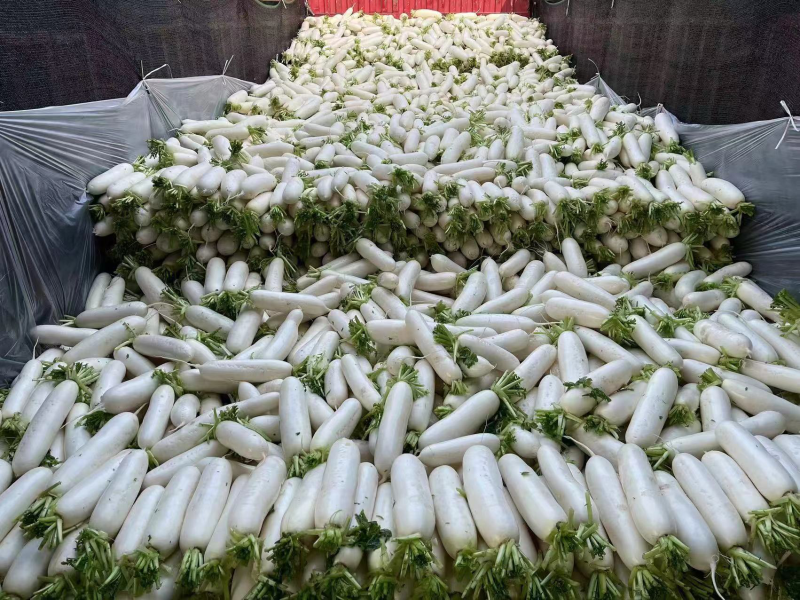 长白萝卜