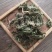 地丁紫花地丁1000克规格齐全现货批发各种中药材