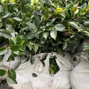 茶梅