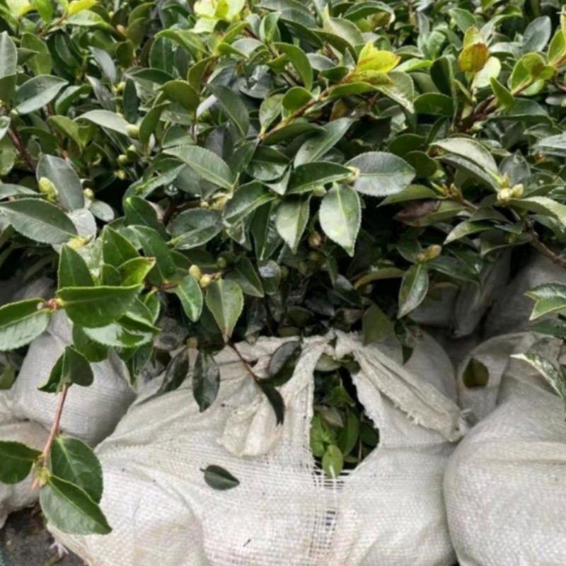 茶梅