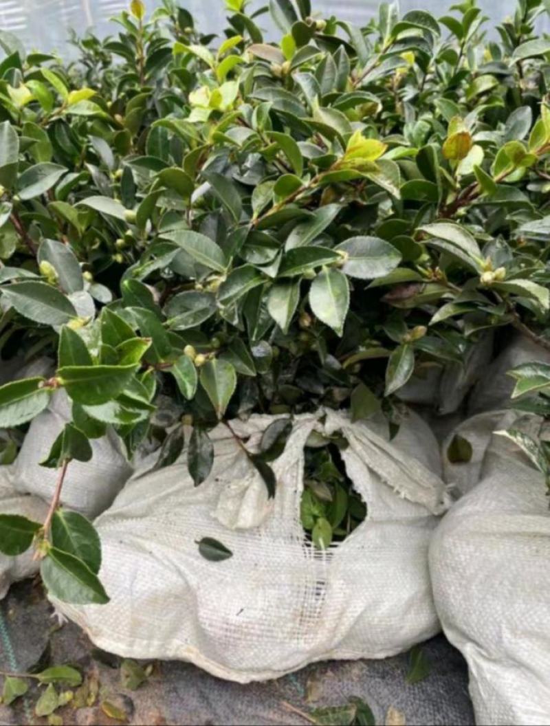 茶梅