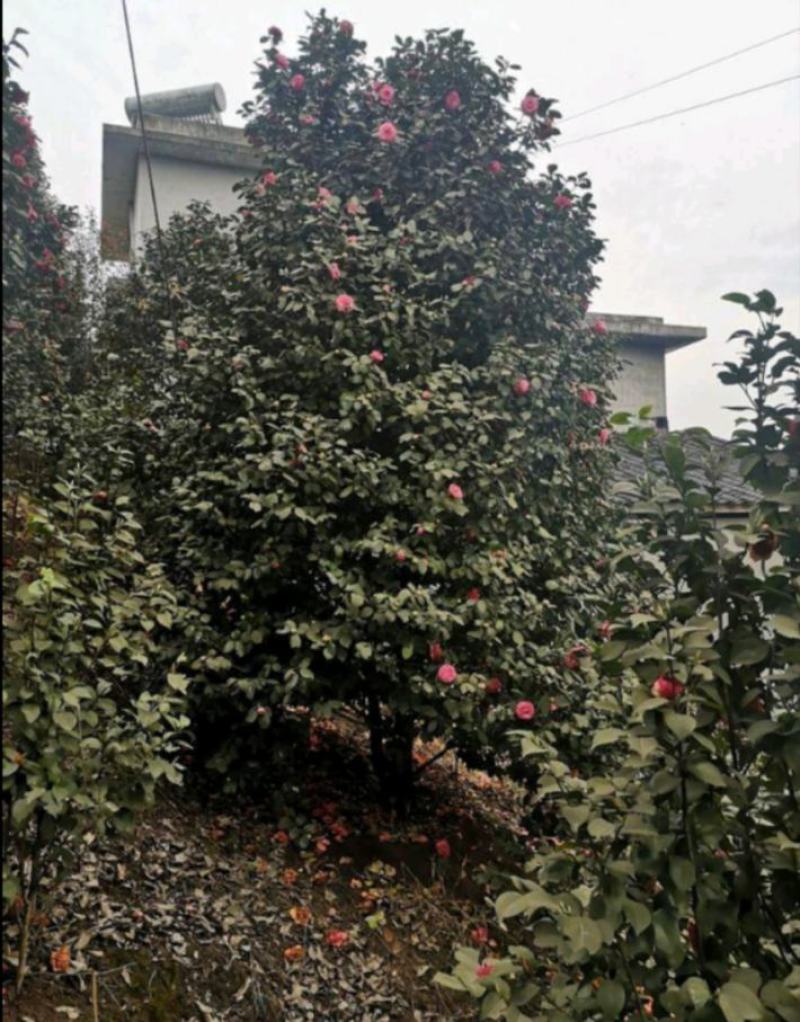 茶花