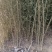 苗木