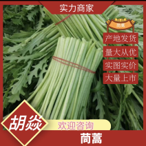 『牛实筒蒿』大量现货，一手货源，实图实价欢迎咨询！