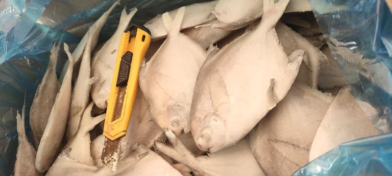 鲳鱼银鲳鱼平鱼5公斤箱装今年新鱼