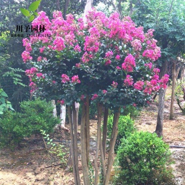 丛生紫薇树苗盆栽丛生紫薇花苗庭院绿化种植大型紫薇造型树风