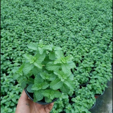 薄荷