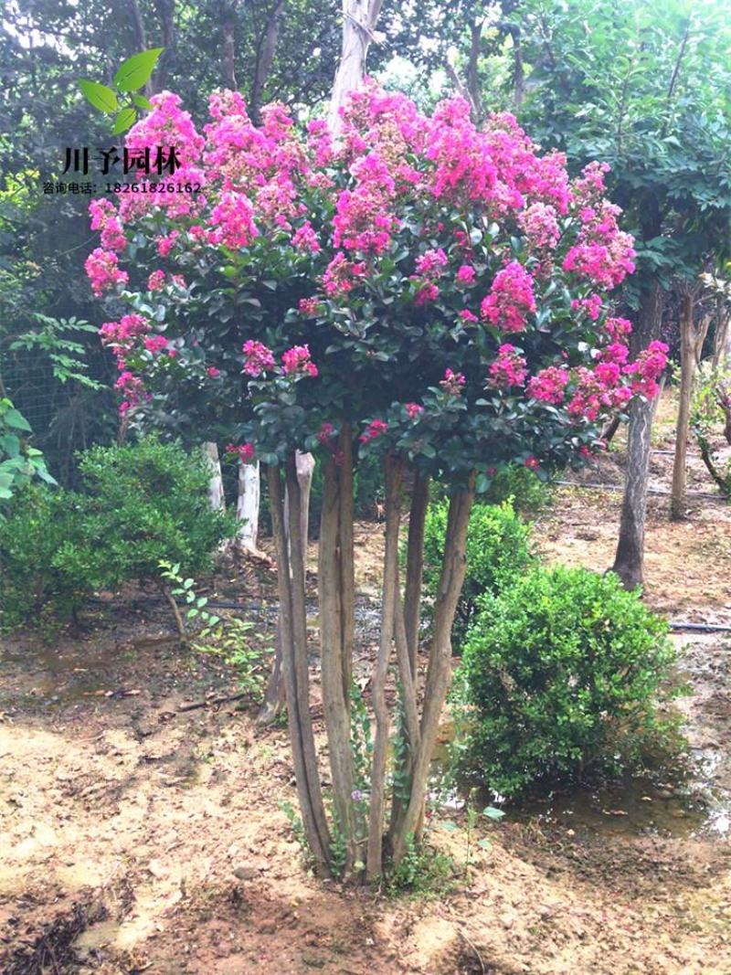 丛生紫薇树苗盆栽丛生紫薇花苗庭院绿化种植大型紫薇造型树风