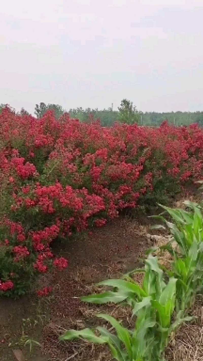 丛生紫薇树苗盆栽丛生紫薇花苗庭院绿化种植大型紫薇造型树风
