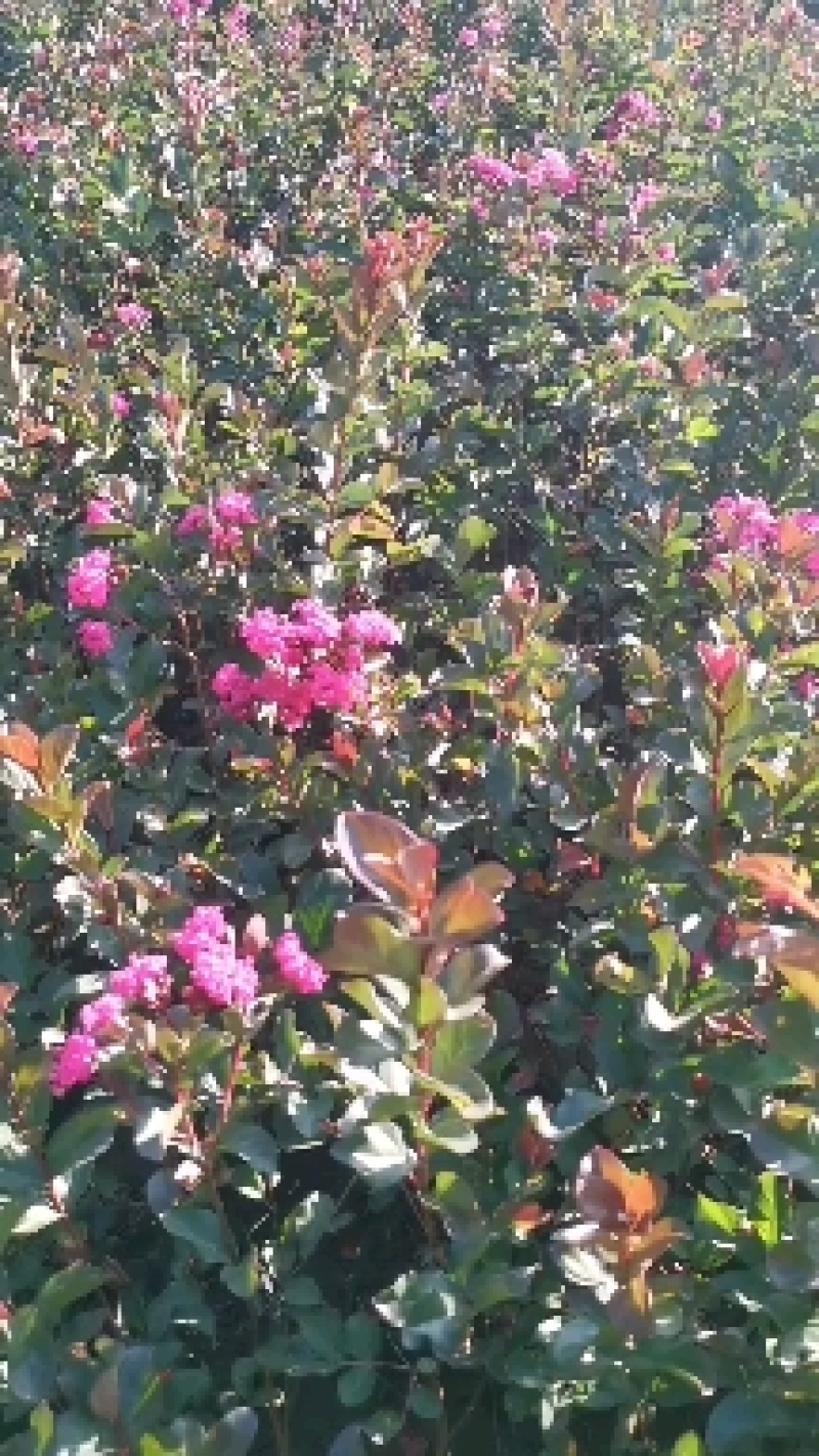 丛生紫薇树苗盆栽丛生紫薇花苗庭院绿化种植大型紫薇造型树风