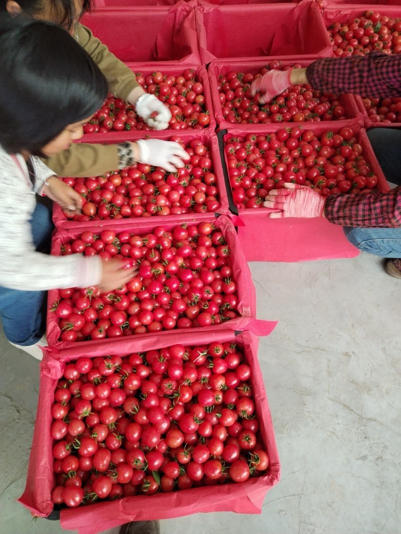 米易千禧番茄上市中，口感丰富，欢迎大家选购。