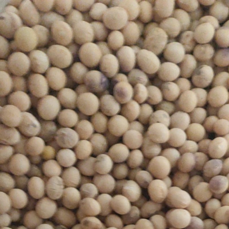 大豆