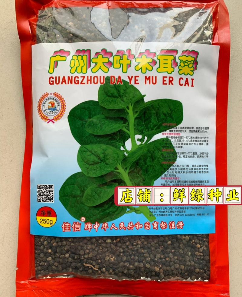 广州大叶木耳菜生长势强肉质叶茎油绿色播种至初收50天