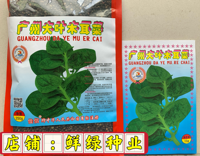广州大叶木耳菜生长势强肉质叶茎油绿色播种至初收50天