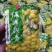 银杏苗，红枫苗，杨树苗，银杏果