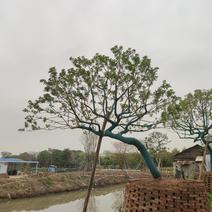 2302基地批发供应造型斜飘铁冬青红果冬青庭院树