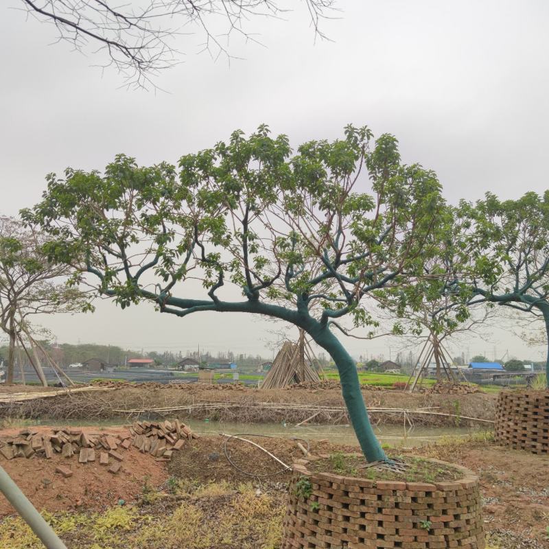 2302基地批发供应造型斜飘铁冬青红果冬青庭院树
