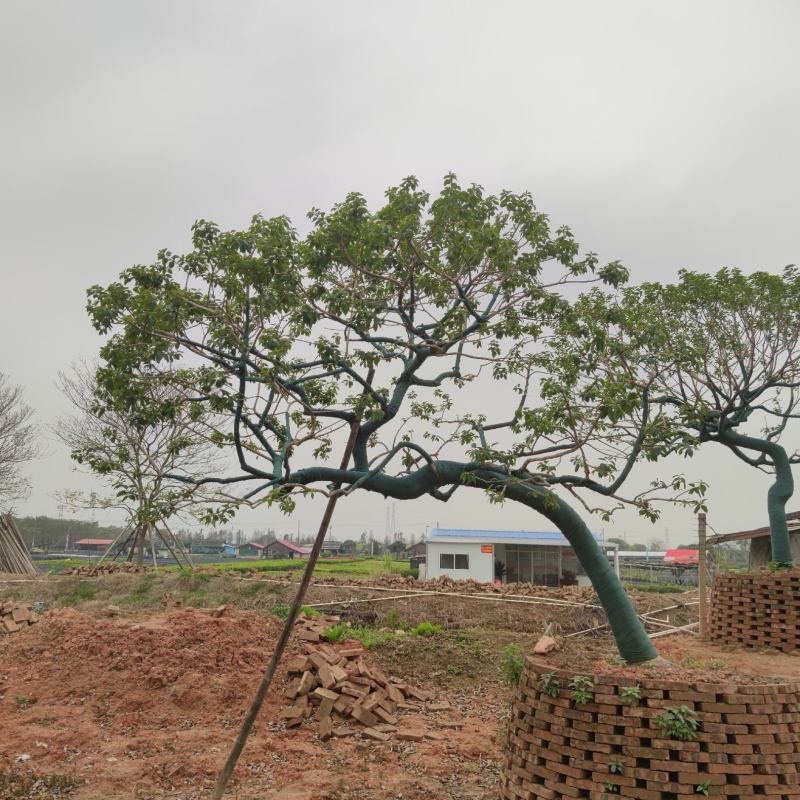 2302基地批发供应造型斜飘铁冬青红果冬青庭院树