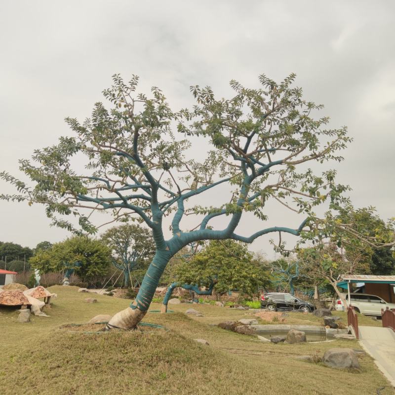 2302基地批发供应造型斜飘铁冬青红果冬青庭院树