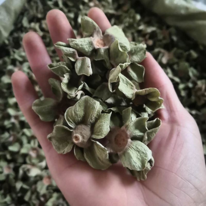 柿蒂柿蒂1000克规格齐全现货供应各种中药材