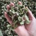 柿蒂柿蒂1000克规格齐全现货供应各种中药材