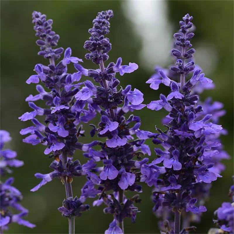 蓝花鼠尾草种子一串蓝花种籽薰衣草阳台庭院花境花海蓝色景观