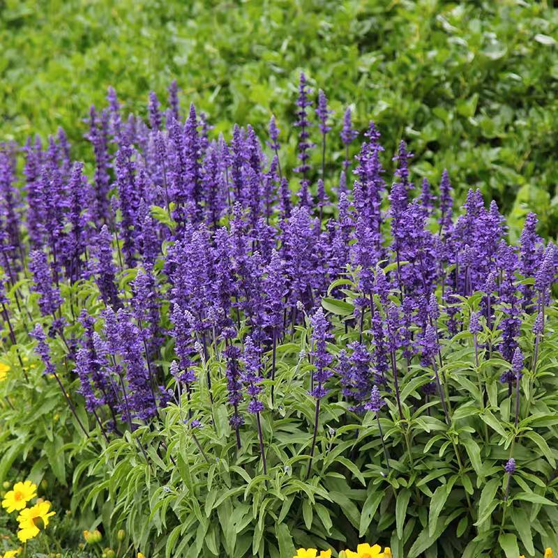 蓝花鼠尾草种子一串蓝花种籽薰衣草阳台庭院花境花海蓝色景观