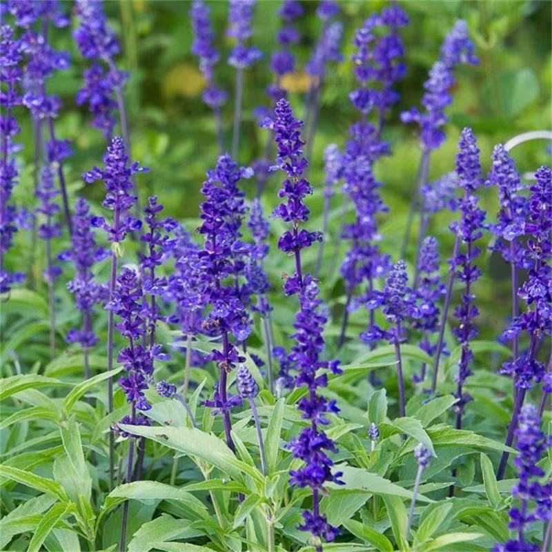 蓝花鼠尾草种子一串蓝花种籽薰衣草阳台庭院花境花海蓝色景观
