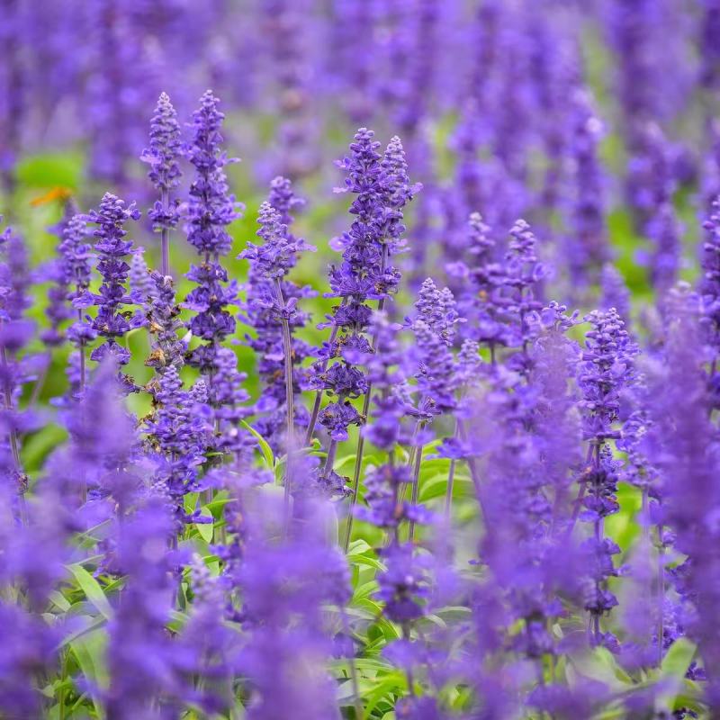 蓝花鼠尾草种子一串蓝花种籽薰衣草阳台庭院花境花海蓝色景观