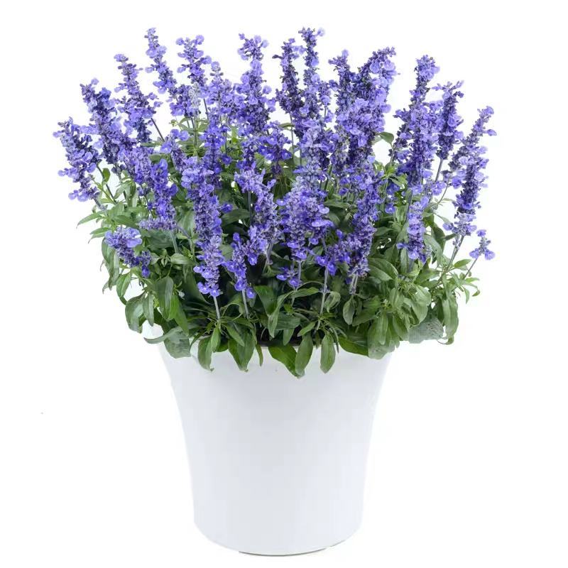 蓝花鼠尾草种子一串蓝花种籽薰衣草阳台庭院花境花海蓝色景观