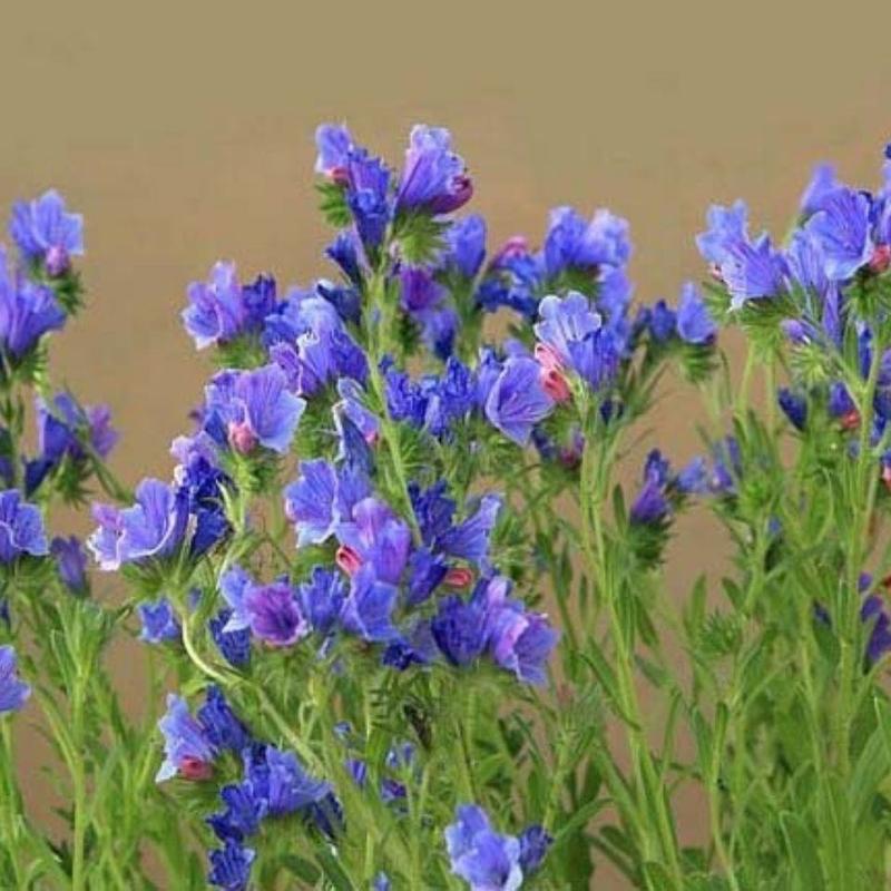 蓝蓟种子，室外庭院花卉耐寒园林种籽四季景观植物花卉批发