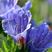 蓝蓟种子，室外庭院花卉耐寒园林种籽四季景观植物花卉批发