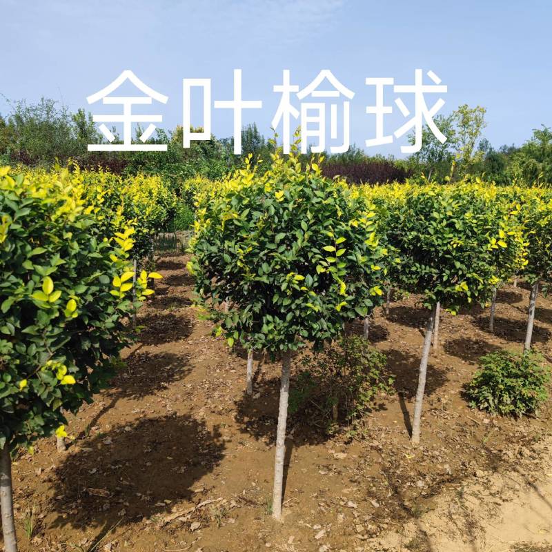 金叶榆，带盆金叶榆，矮杆金叶榆球规格齐全，基地直销