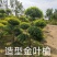 金叶榆，带盆金叶榆，矮杆金叶榆球规格齐全，基地直销