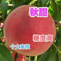 秋甜桃树苗，晚熟离核品种，大果型，糖度高，风味浓甜