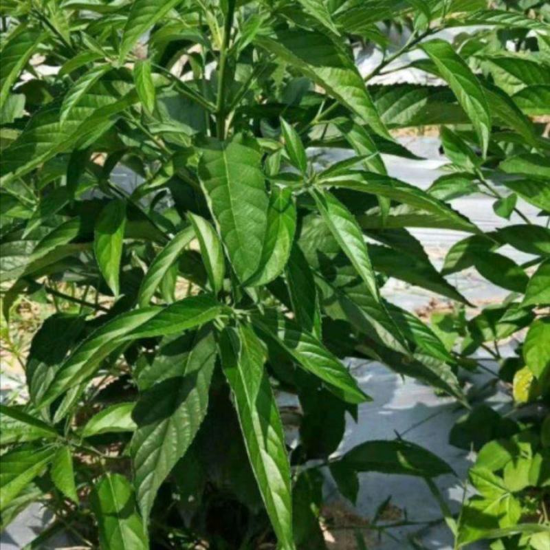 板蓝根