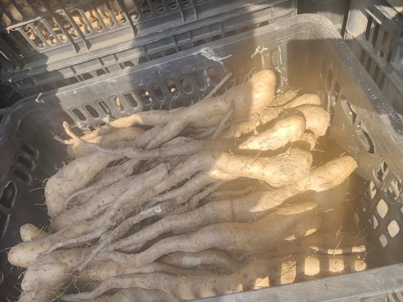 2两通天白玉山药豆苗