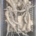 2两通天白玉山药豆苗
