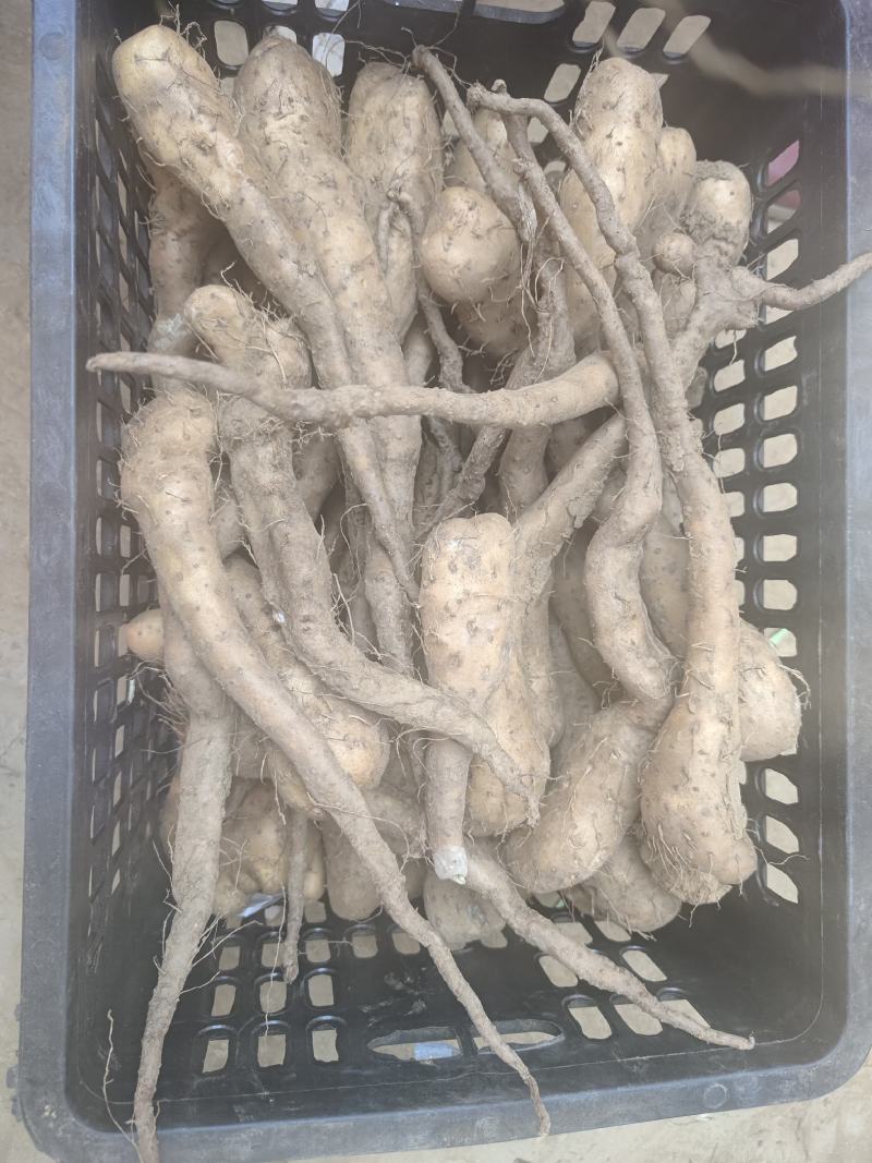 2两通天白玉山药豆苗