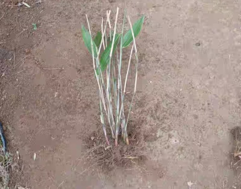箬竹种