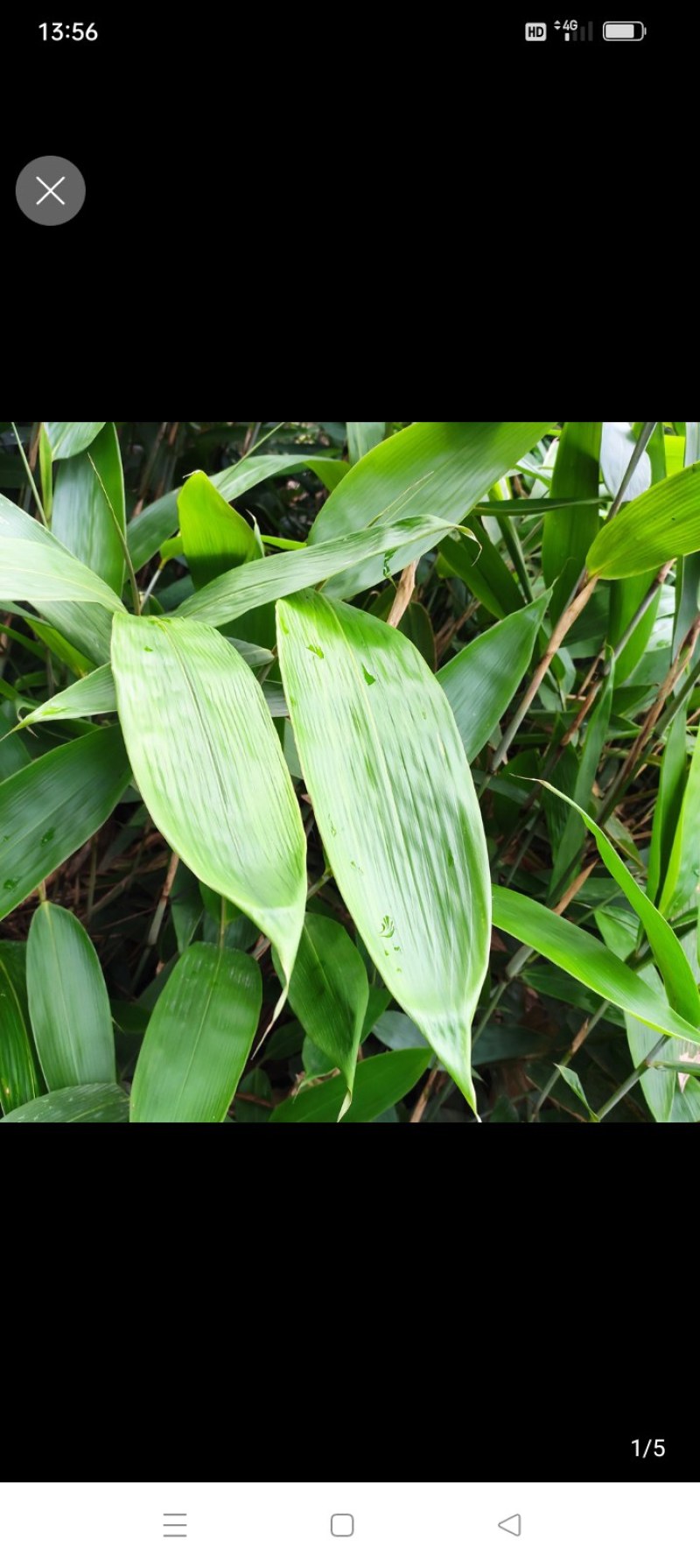箬竹种