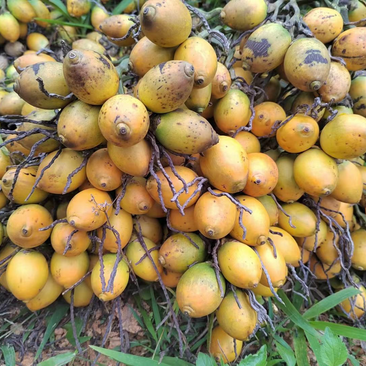 25槟榔老树种子