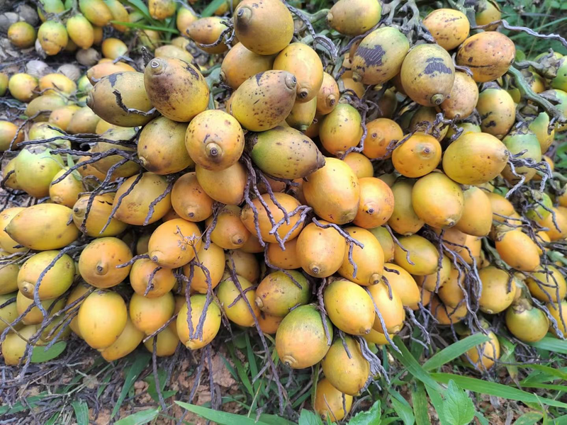 25槟榔老树种子