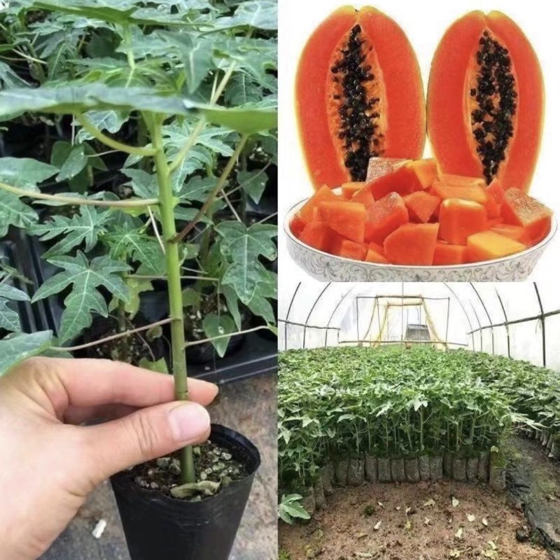 木瓜苗大青红肉木瓜苗矮化木瓜苗南方种植一年四季当年结果