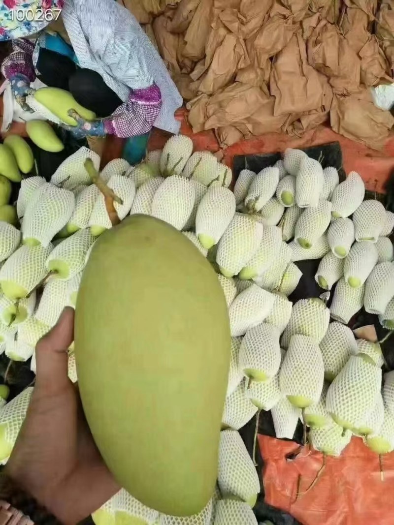金煌芒4两以上，鲜优果蜀供应链