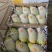 金煌芒4两以上，鲜优果蜀供应链